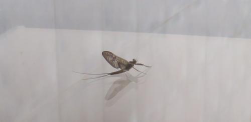 Ecdyonurus sp.